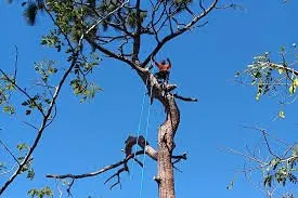 Local residential landscaping in Reno, NV by Triple E Forestry