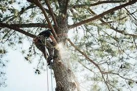 Affordable outdoor landscaping in Reno, NV - Triple E Forestry