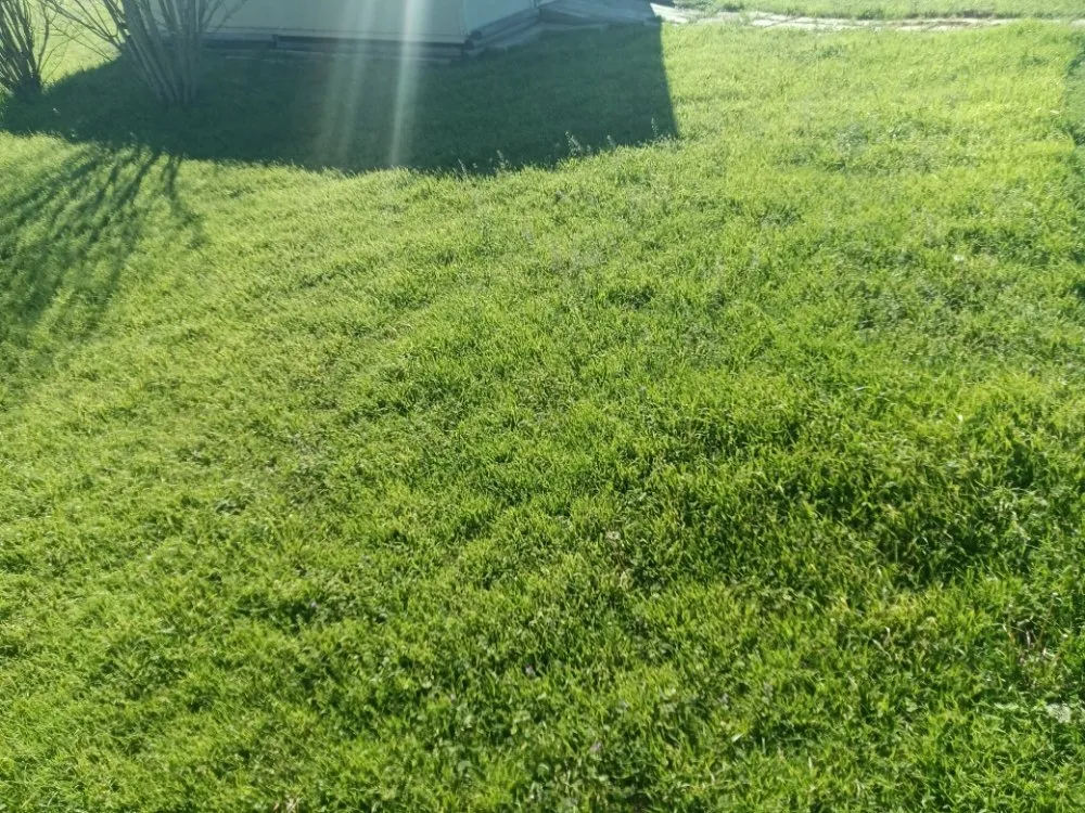 Expert yard cleanup service in Austin, TX by Triple E Lawn Care & More