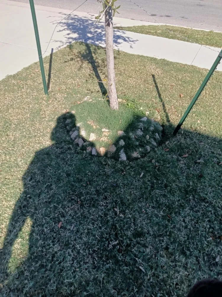 Professional yard maintenance for residential properties in Austin, TX by Triple E Lawn Care & More