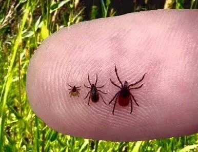 Custom landscaping services for residential properties in Glens Falls, NY by Triple G Lawn Fertilization