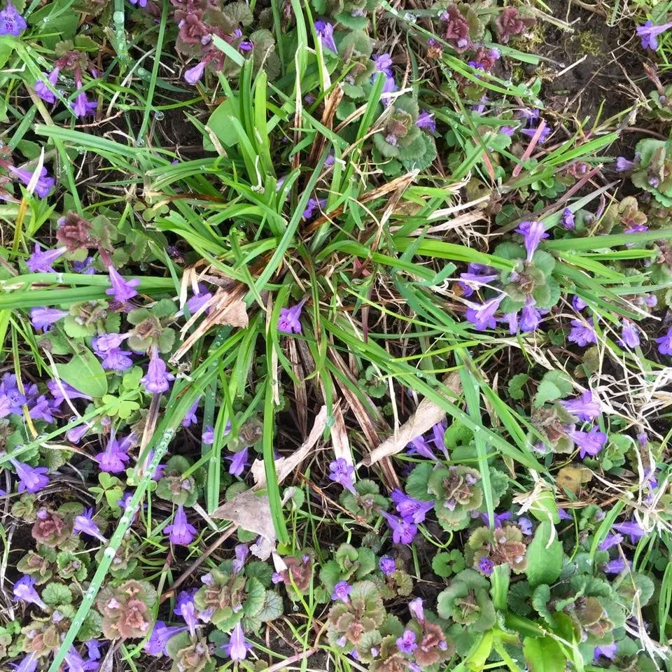 Custom landscape design in Glens Falls, NY - Triple G Lawn Fertilization