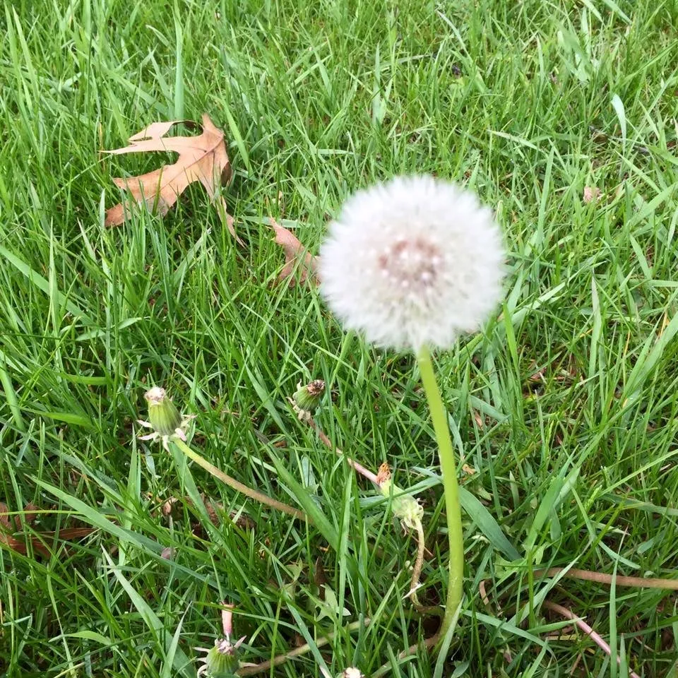 Top-rated outdoor landscaping experts serving Glens Falls, NY - Triple G Lawn Fertilization