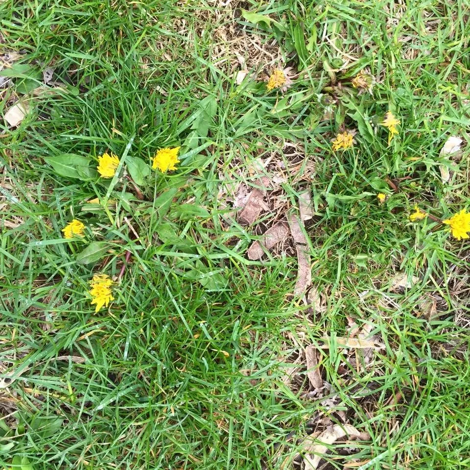 Affordable garden landscaping in Glens Falls, NY - Triple G Lawn Fertilization