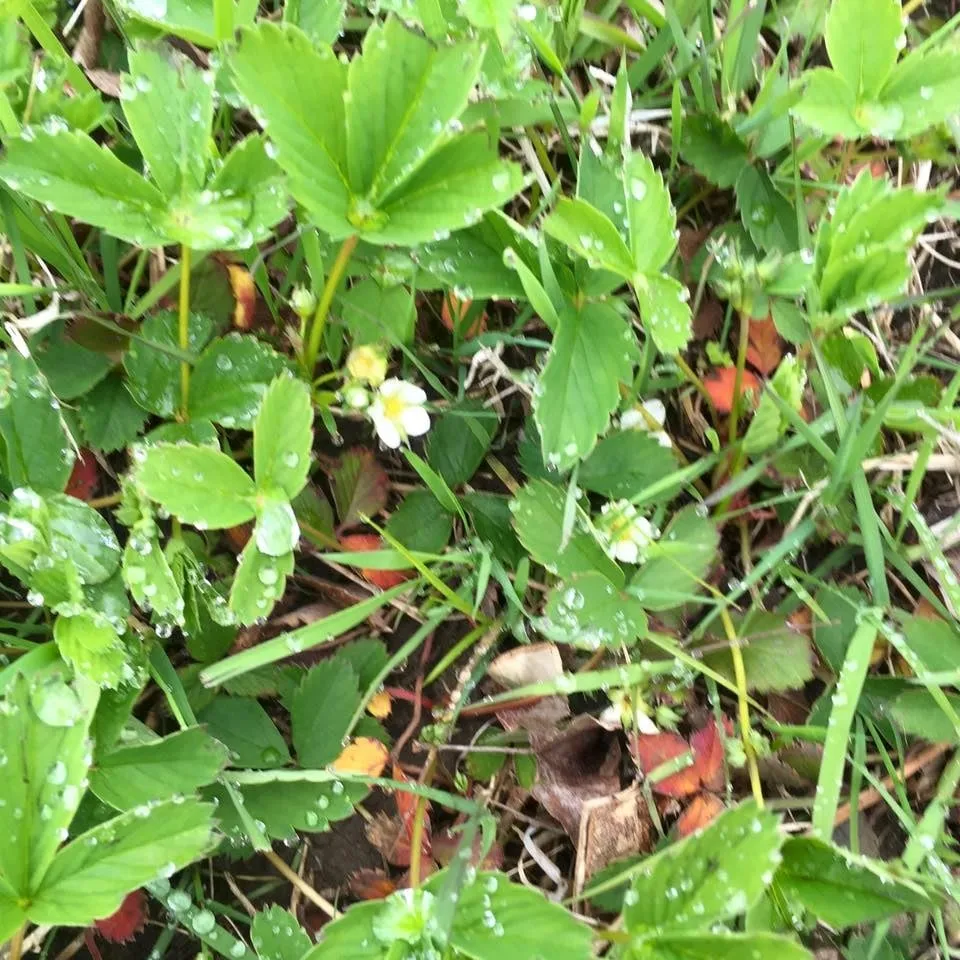 Local outdoor landscaping for year-round maintenance across Glens Falls, NY - Triple G Lawn Fertilization