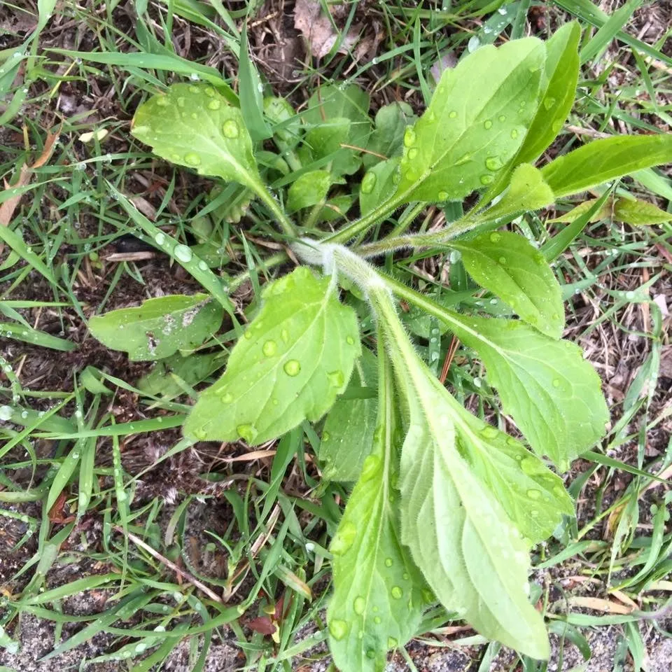 Custom yard cleanup service in Glens Falls, NY by Triple G Lawn Fertilization