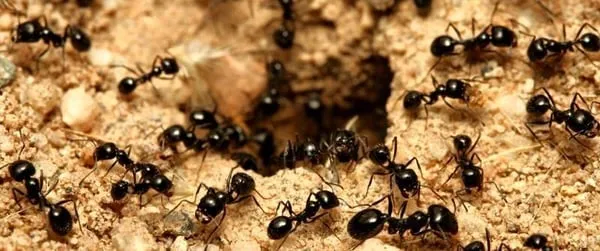 Triple G Lawn Fertilization Logo