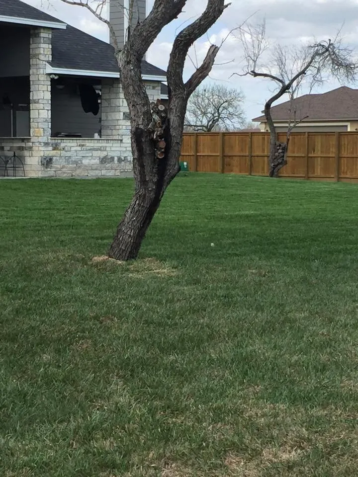 Professional yard maintenance for year-round maintenance in Corpus Christi, TX by Triple G Lawn Services