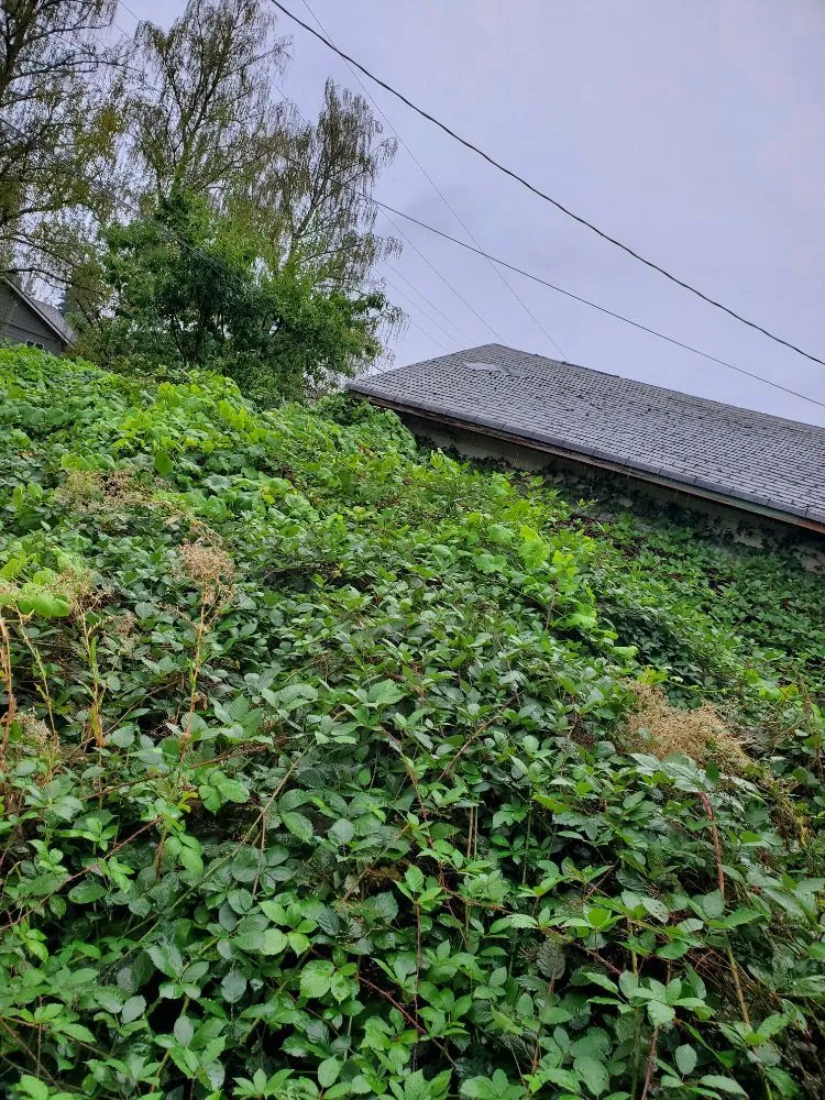 Reliable yard maintenance in Keizer, OR by Triple J Landscape