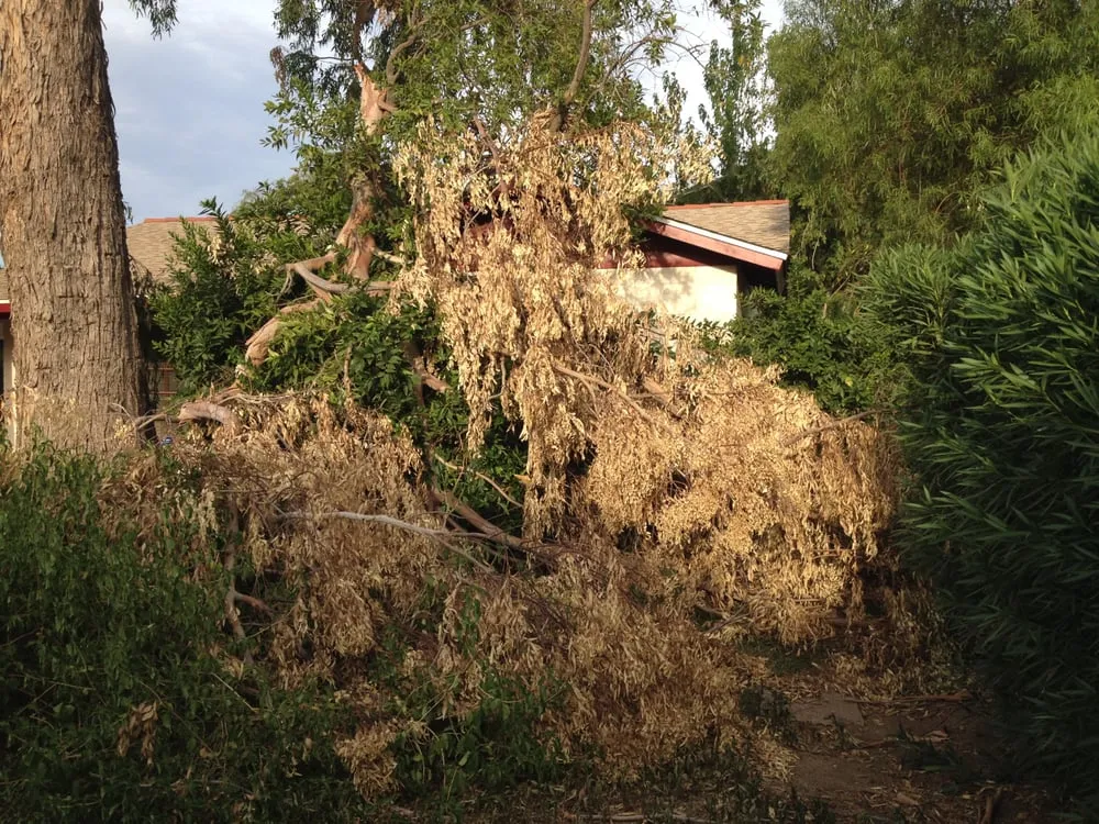 Top-rated residential landscaping experts serving Phoenix, AZ - Triple