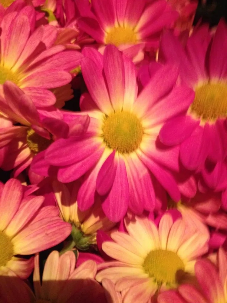 Custom outdoor landscaping for outdoor upgrades across Phoenix, AZ - Triple