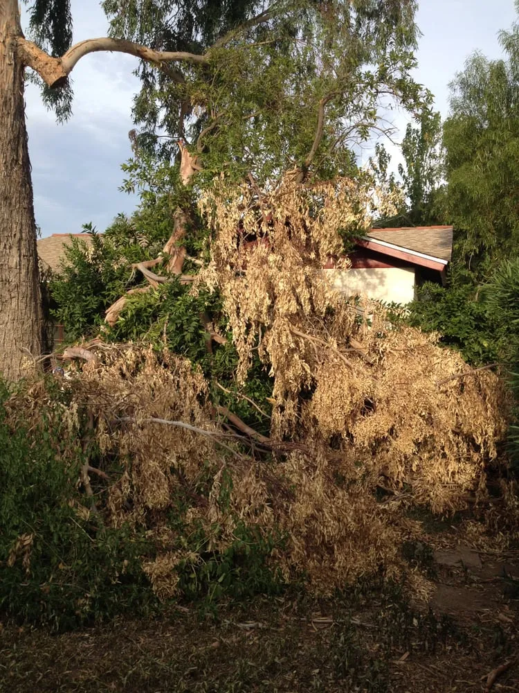 Custom residential landscaping for year-round maintenance across Phoenix, AZ - Triple