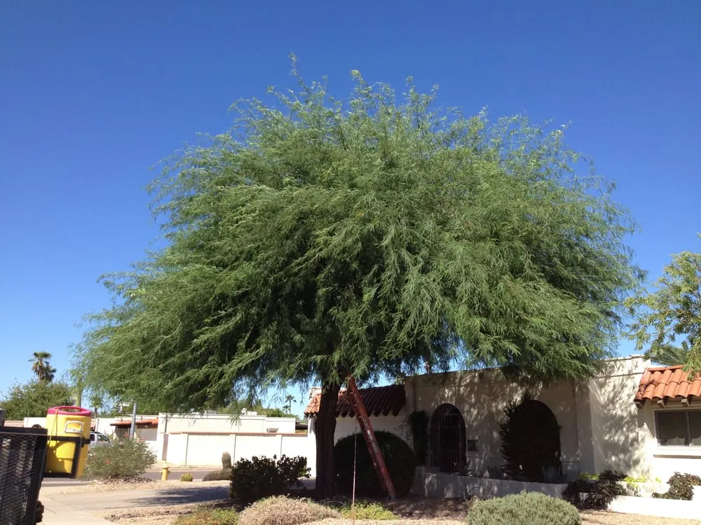 Custom outdoor landscaping for homes in Phoenix, AZ by Triple