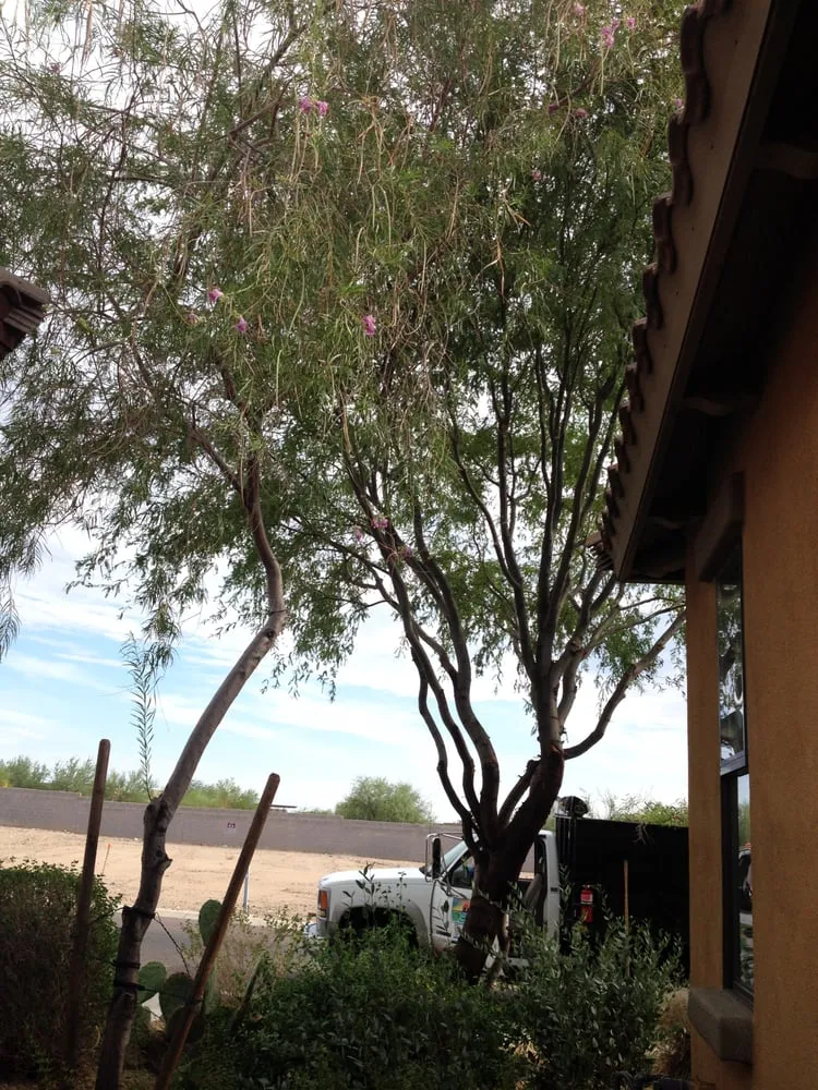 Local yard maintenance near you across Phoenix, AZ - Triple
