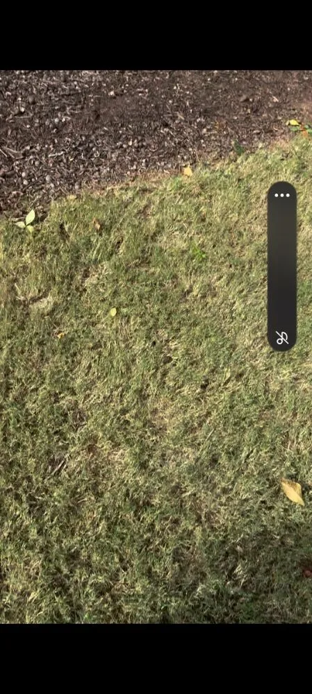 Trusted yard maintenance experts serving Manchester, GA - Triple J Lawn Services