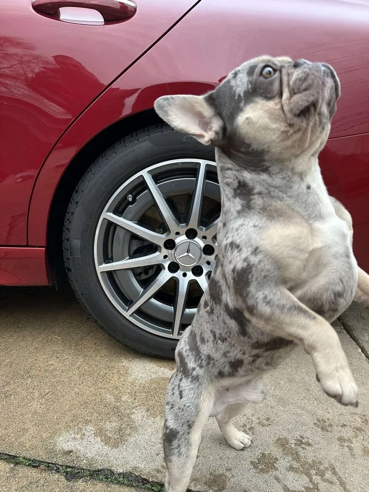 Reliable garden landscaping in Sterling Heights, MI by Triple MMM