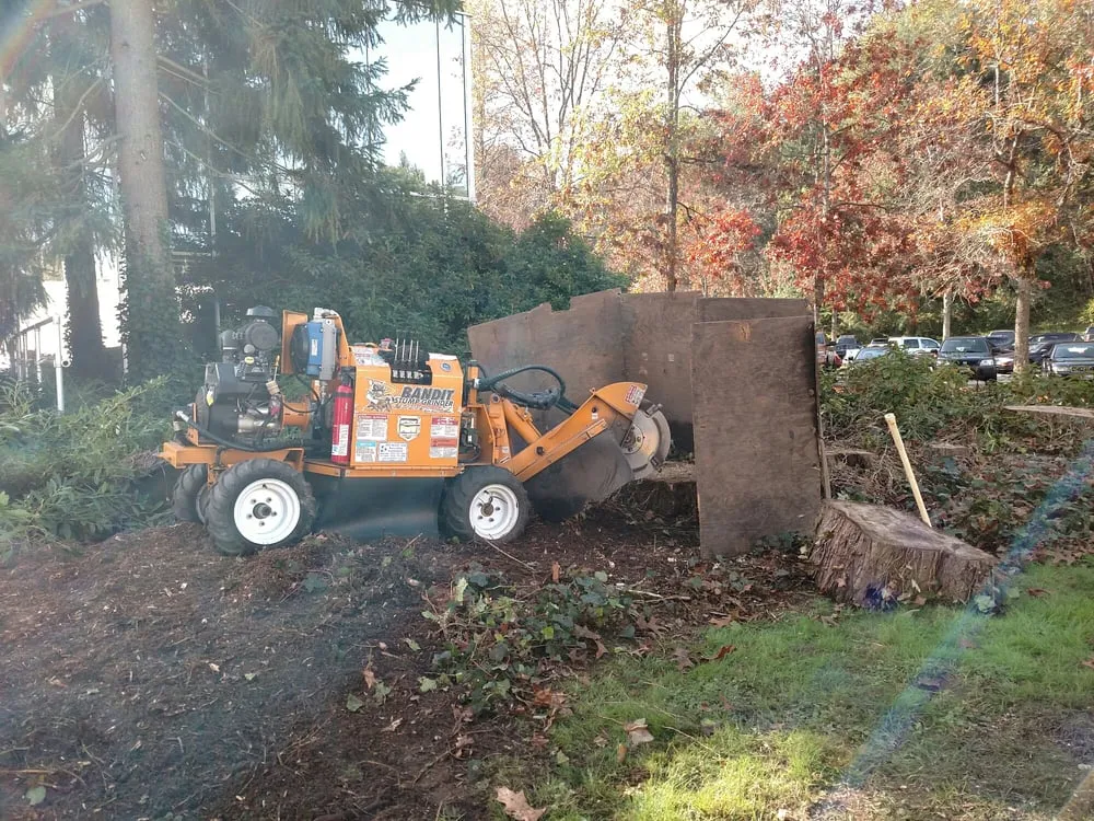 Reliable yard cleanup service for year-round maintenance in Deming, WA by Triple R Stumpgrinding