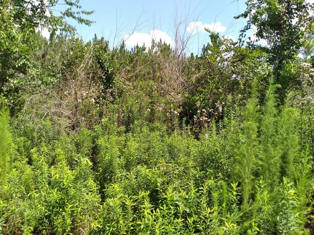 Reliable lawn care service in West Columbia, SC by Triple S Land Management