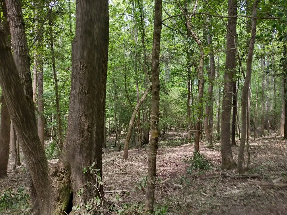 Trusted landscape design experts serving West Columbia, SC - Triple S Land Management