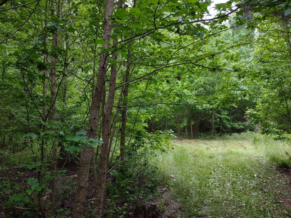 Affordable outdoor landscaping in West Columbia, SC by Triple S Land Management