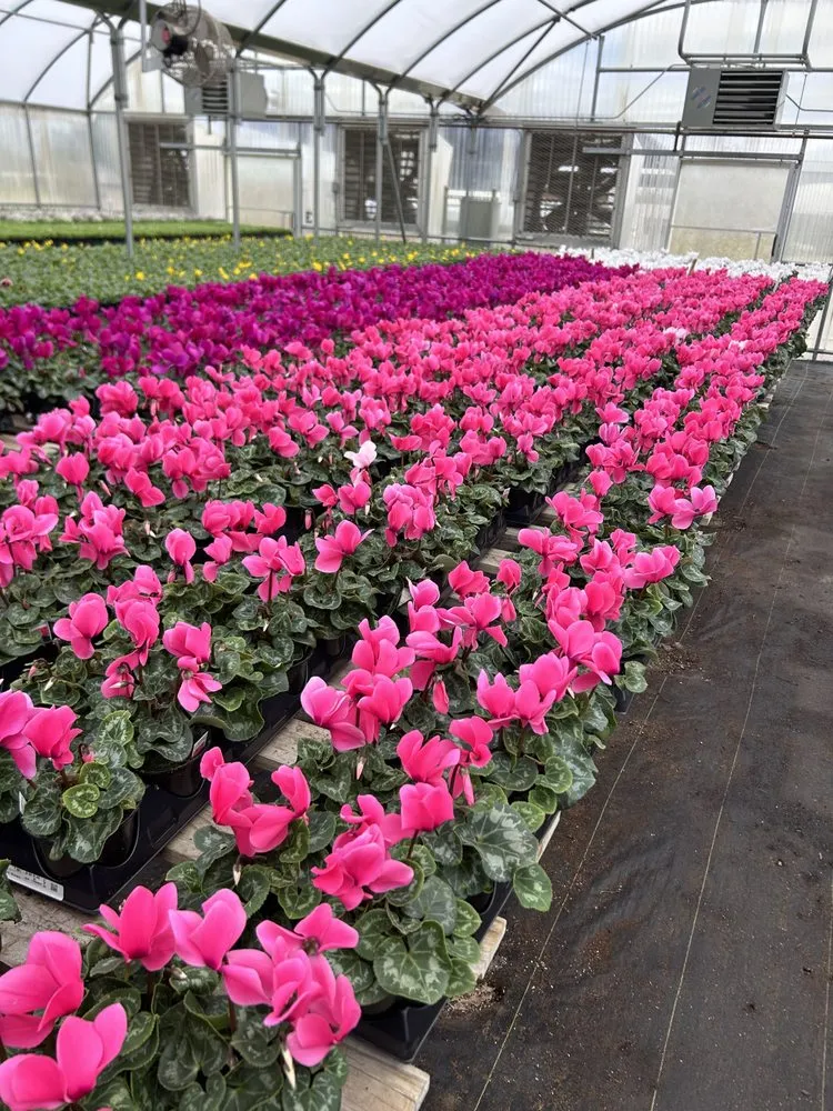 Trusted yard cleanup service for homes across San Antonio, TX - Triple Stripe Landscaping