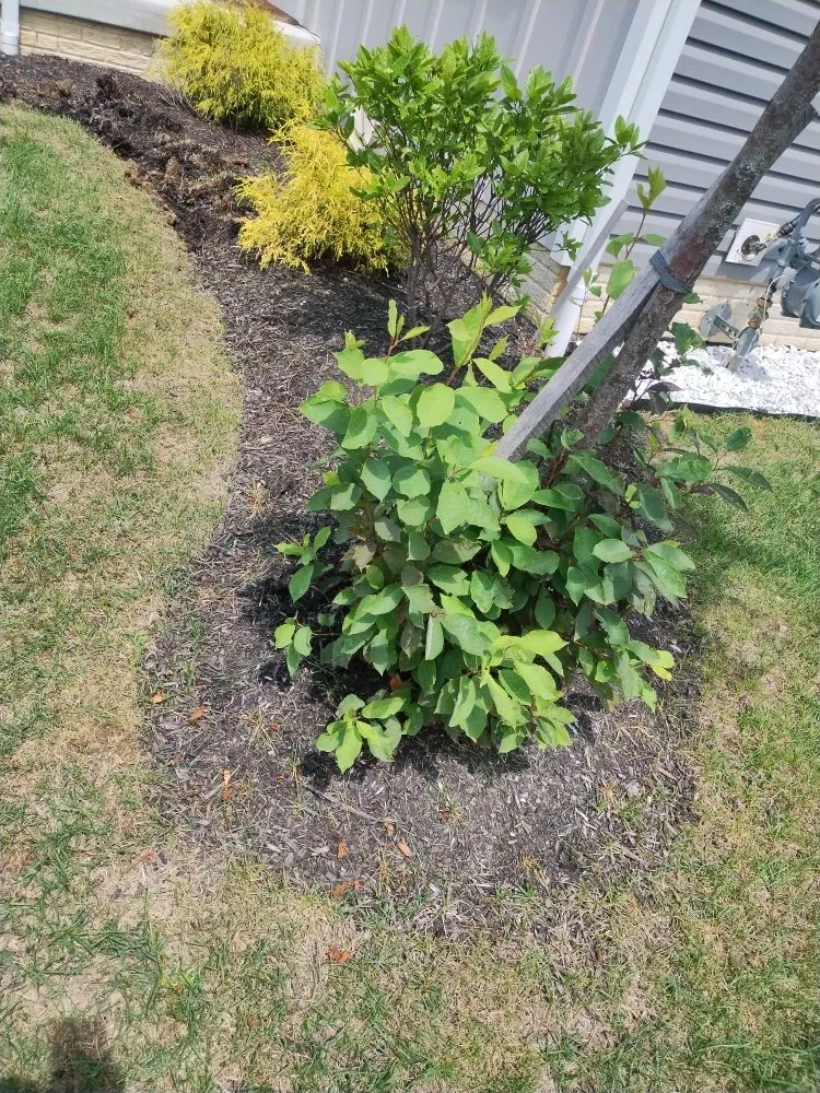 Expert yard cleanup service for year-round maintenance across Galena, OH - Triple X Lawn & Landscape Services