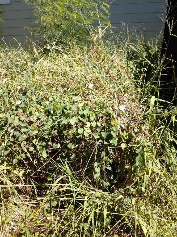 Professional landscape design for residential properties across Ewa Beach, HI - Triplejs Yard Landscaping Maintenance Service