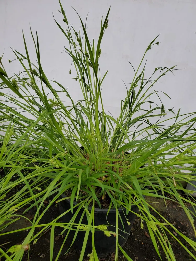 Local garden landscaping experts serving Springfield, IL - Tripp Landscaping