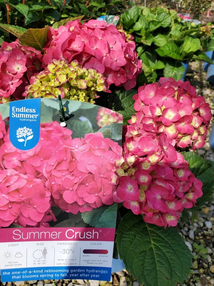 Trusted outdoor landscaping for beautiful yards in Springfield, IL by Tripp Landscaping