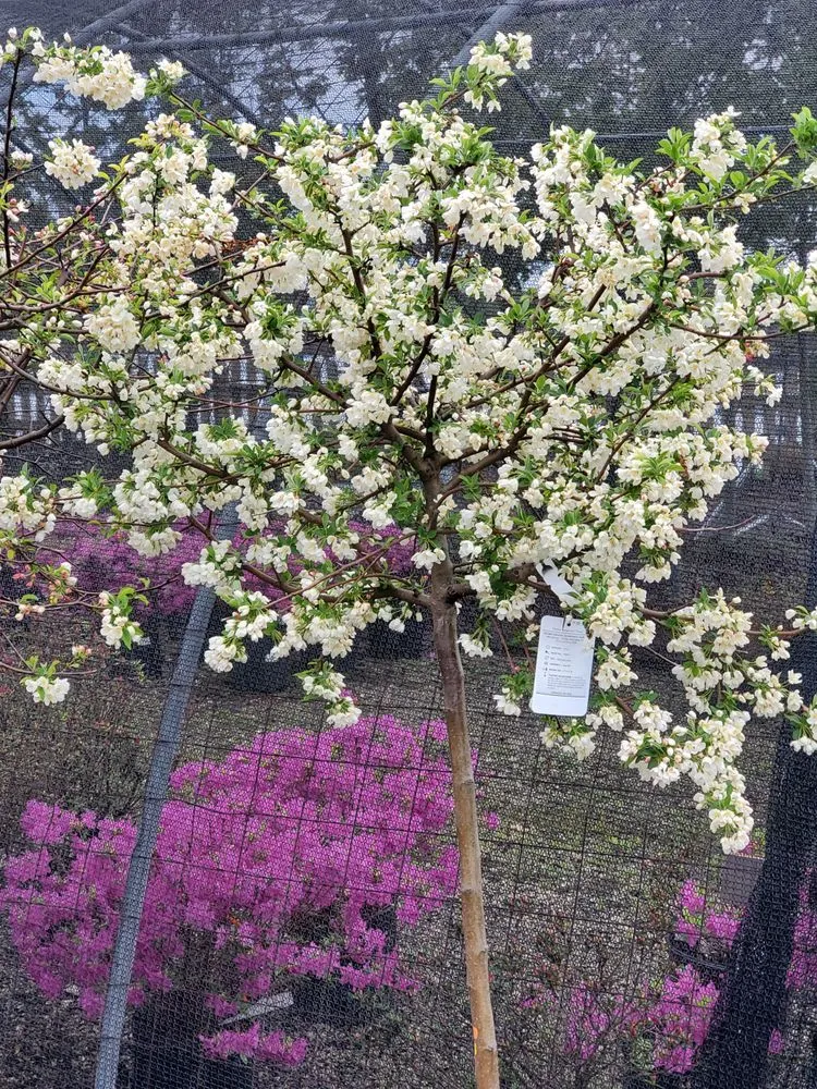 Custom landscaping services in Springfield, IL - Tripp Landscaping