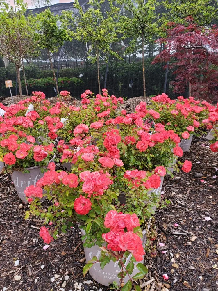 Custom yard maintenance in Springfield, IL by Tripp Landscaping