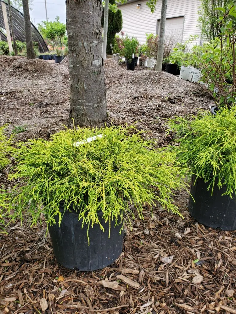 Custom garden landscaping in Springfield, IL by Tripp Landscaping