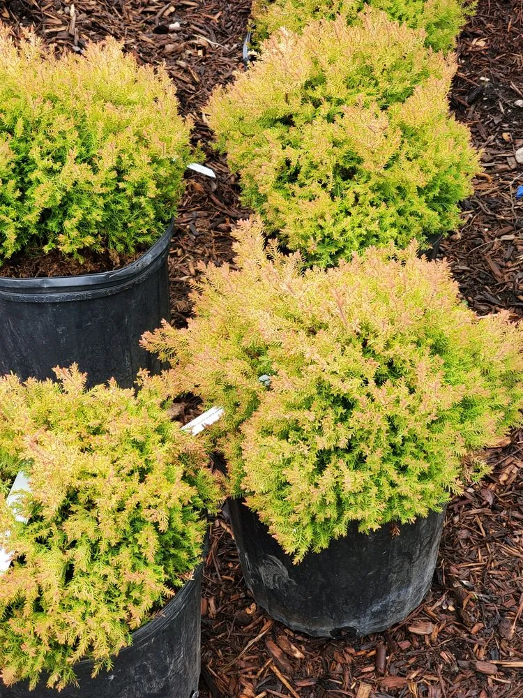 Top-rated yard cleanup service for beautiful yards in Springfield, IL by Tripp Landscaping