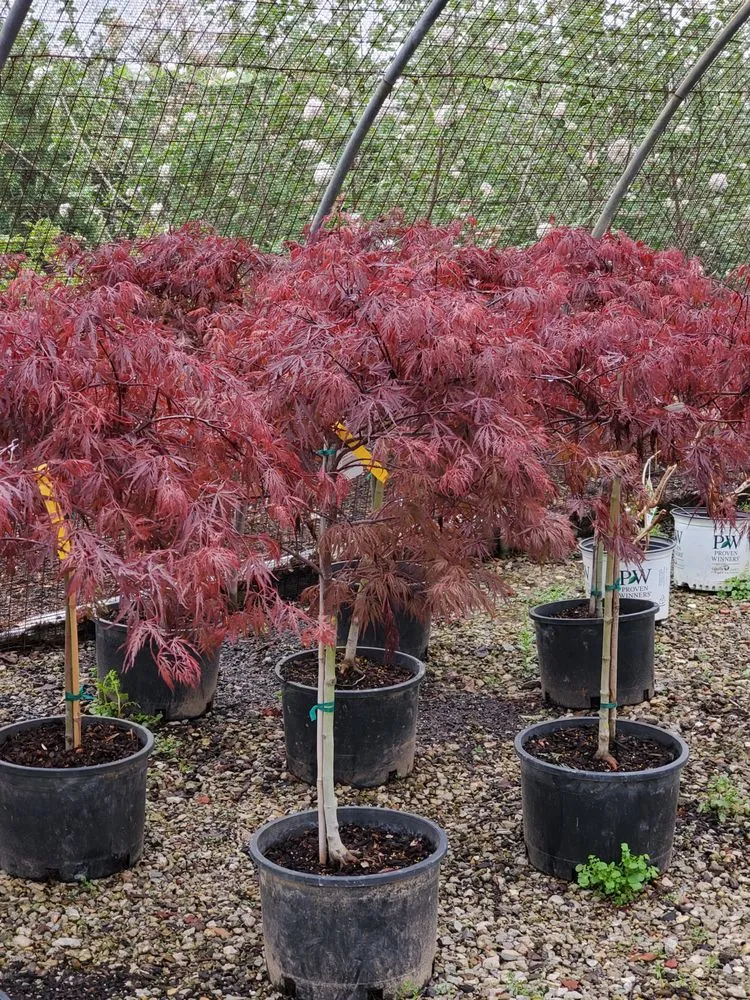 Trusted yard maintenance for residential properties in Springfield, IL by Tripp Landscaping