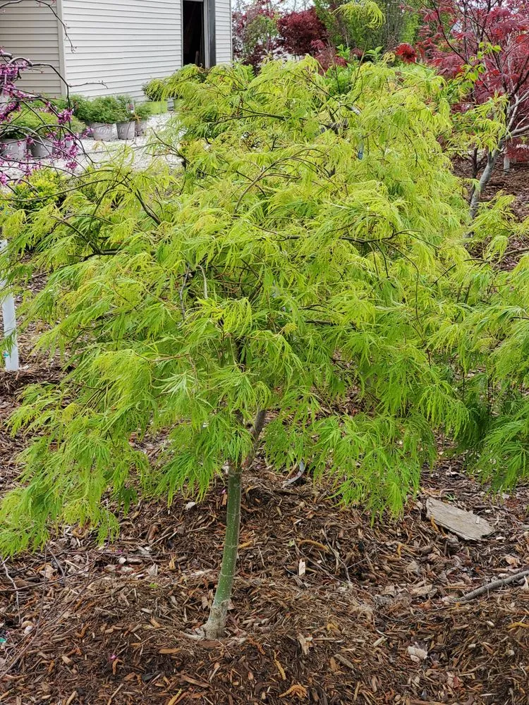 Custom residential landscaping with custom design in Springfield, IL by Tripp Landscaping