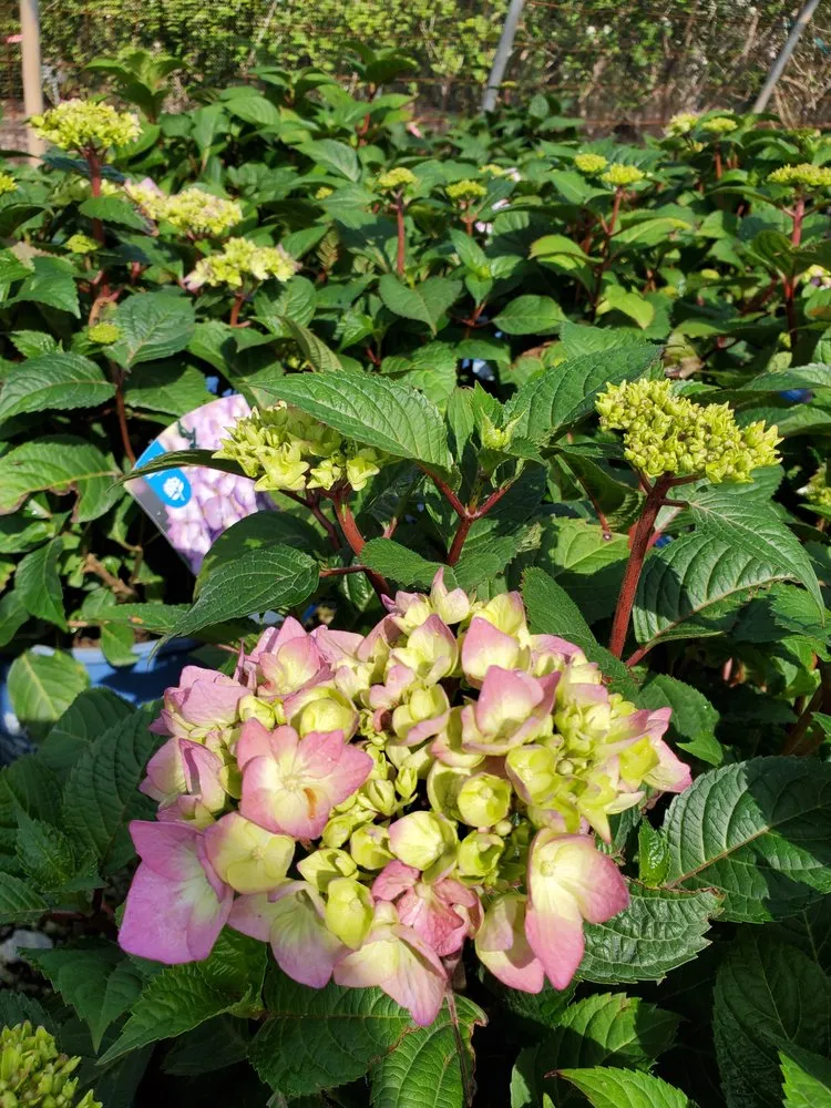 Affordable yard cleanup service with custom design in Springfield, IL by Tripp Landscaping