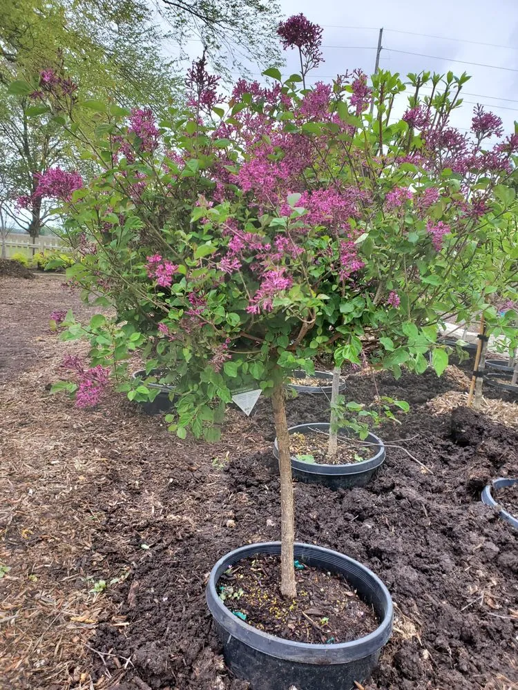 Trusted residential landscaping experts serving Springfield, IL - Tripp Landscaping