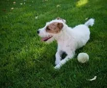 Expert residential landscaping experts serving Centennial, CO - Trisona Lawn Care