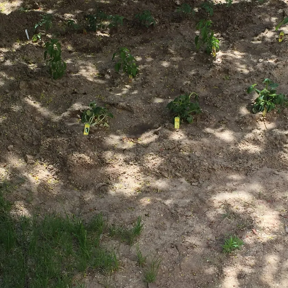 Expert landscaping services experts serving Centennial, CO - Trisona Lawn Care