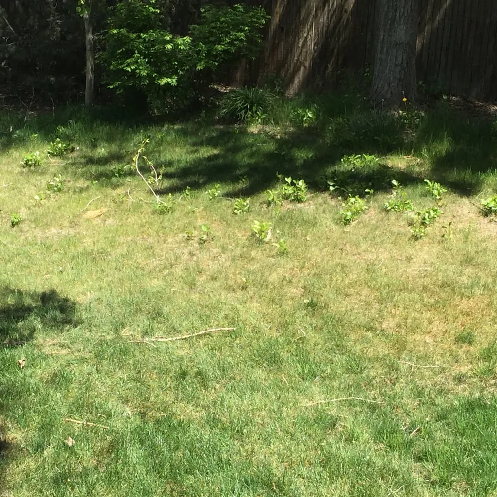 Custom garden landscaping in Centennial, CO by Trisona Lawn Care