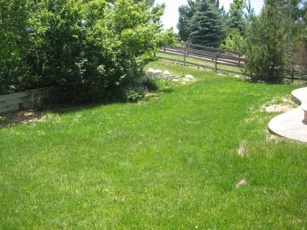Expert yard cleanup service in Centennial, CO by Trisona Lawn Care