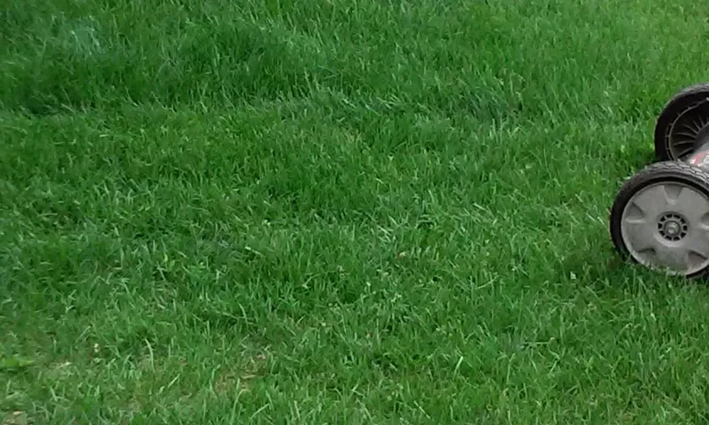 Reliable yard cleanup service in Centennial, CO - Trisona Lawn Care