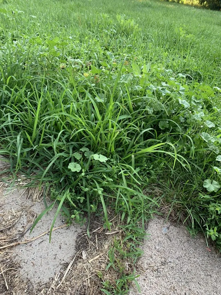 Expert landscape design near you across Columbus Junction, IA - Triston's Yard Care