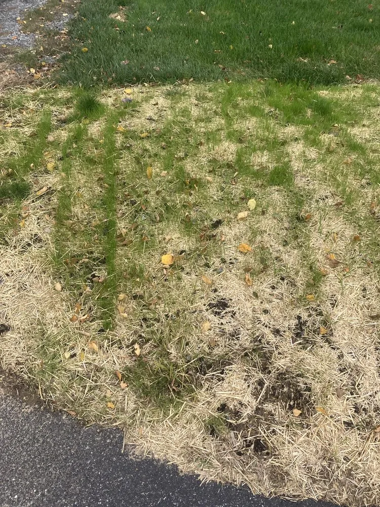 Professional residential landscaping experts serving Carlisle, PA - Tritt Lawn Care Services