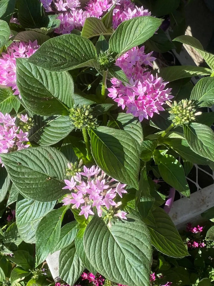 Expert yard cleanup service in Pleasanton, CA - TriValley Landscape