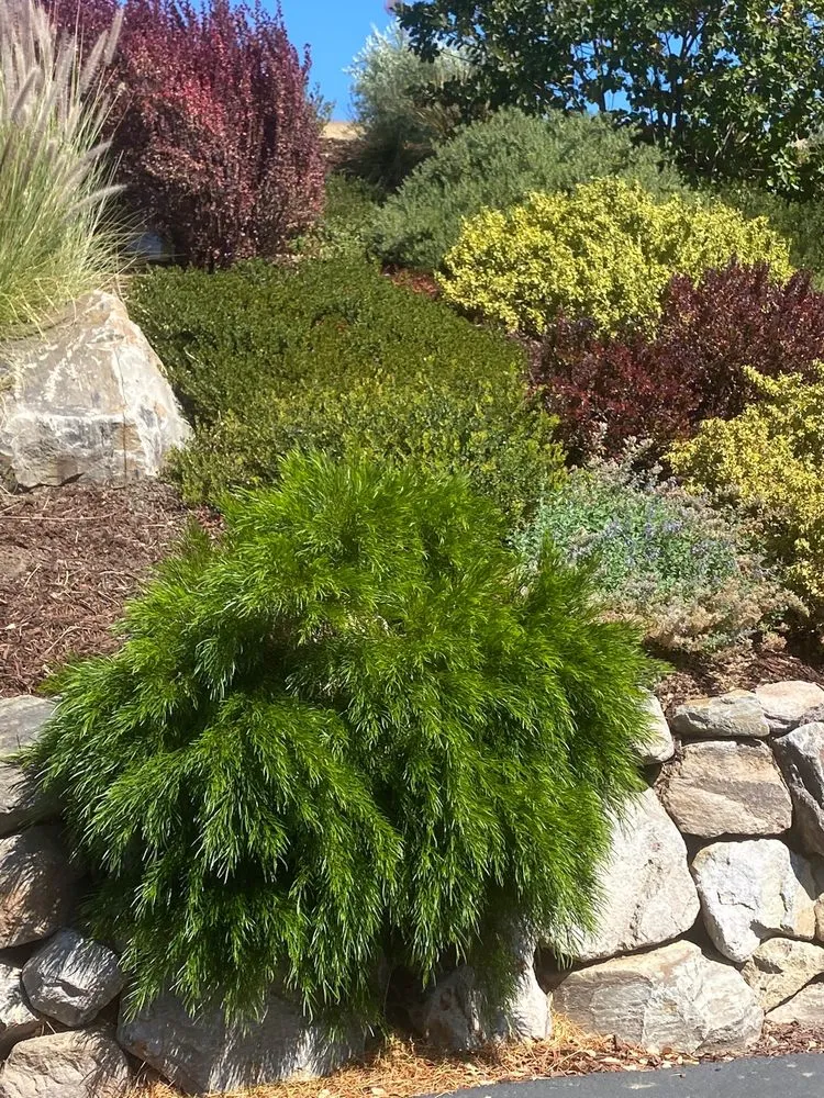 Custom yard cleanup service experts serving Pleasanton, CA - TriValley Landscape