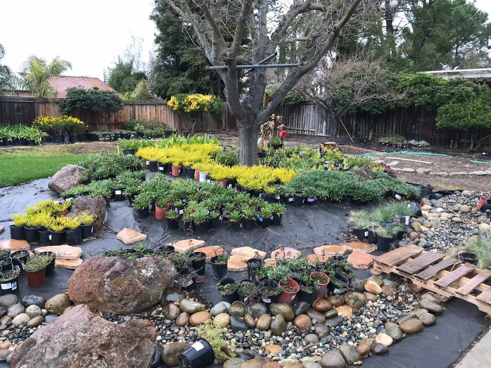 Local yard maintenance in Pleasanton, CA - TriValley Landscape