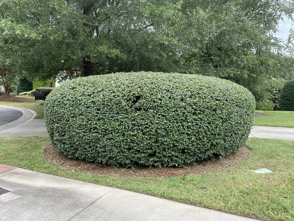 Professional yard cleanup service in Winston-Salem, NC - T.Rivera Landscaping
