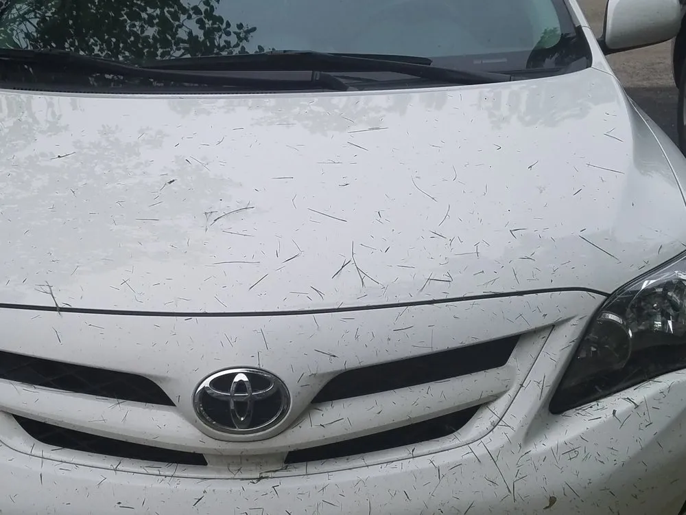 Trusted landscaping services in Pingree Grove, IL by Trj Landscaping