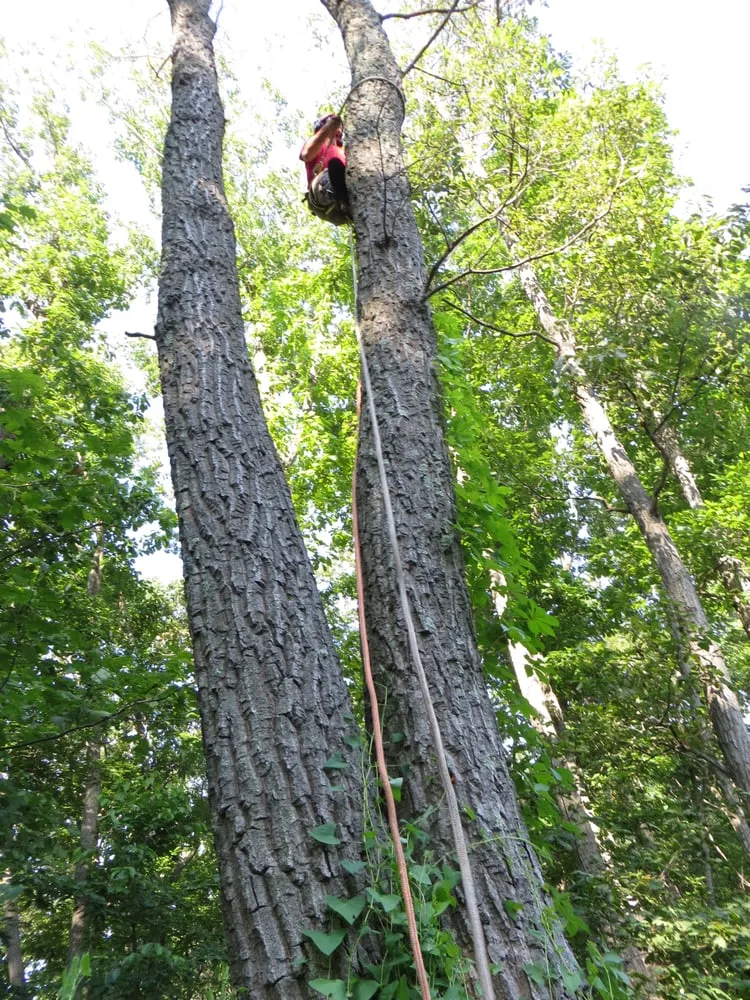 Professional lawn mowing service with custom design across Mount Airy, MD - TRM